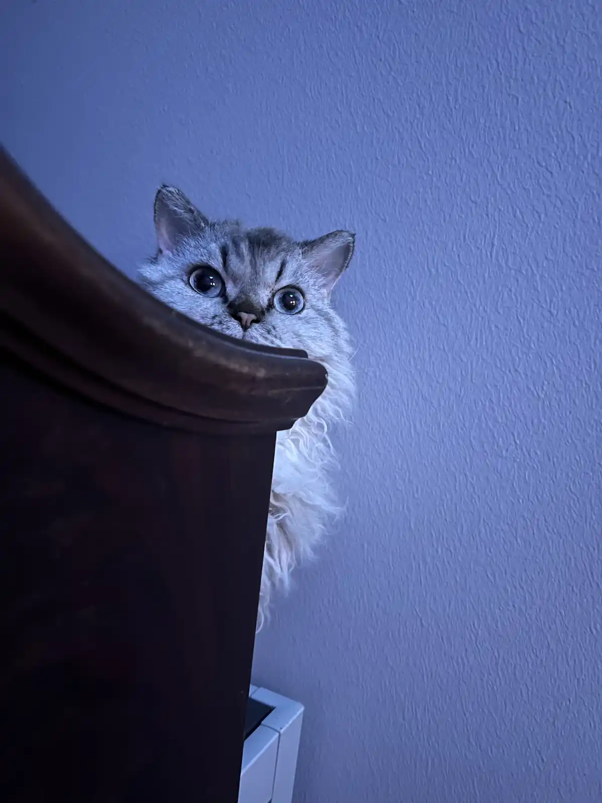 A fluffy silver tabby cat with wide, startled blue eyes peeks over the top of a dark wooden piece of furniture against a…