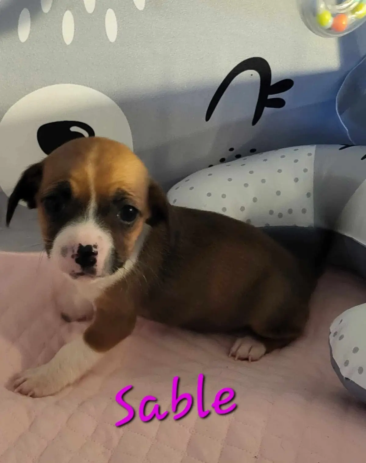 A small brown and white puppy with large dark eyes and floppy ears is lying on a pink quilted blanket inside a baby playpen…