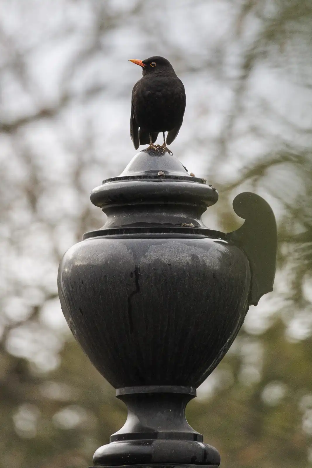 Nature Moment of the Day #62: Achievement Unlocked! The Majestic Blackbird