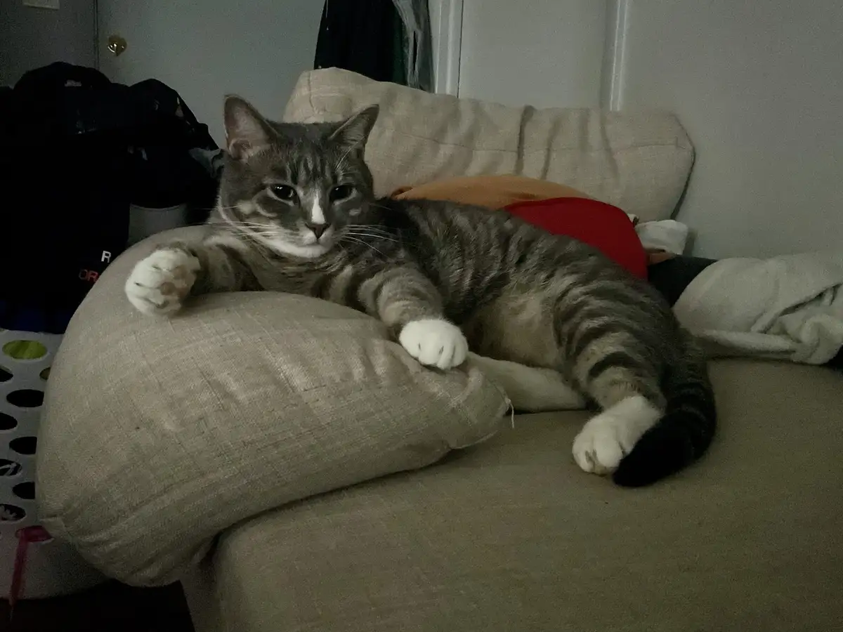 A gray tabby cat with white paws lounges languidly on a beige couch, one paw resting on a large pillow, looking directly at…