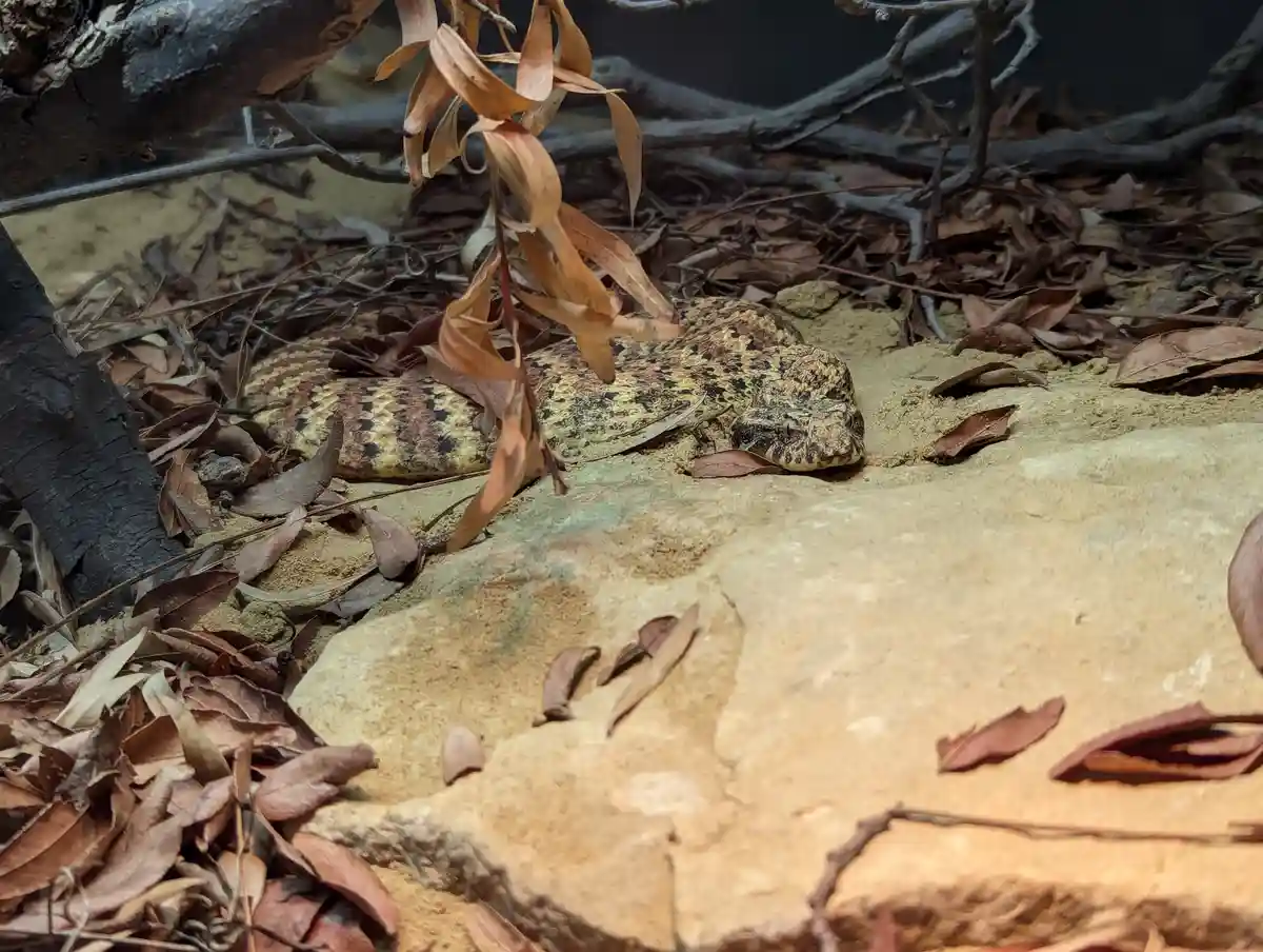 Adventures Await: A Day at the Zoo!