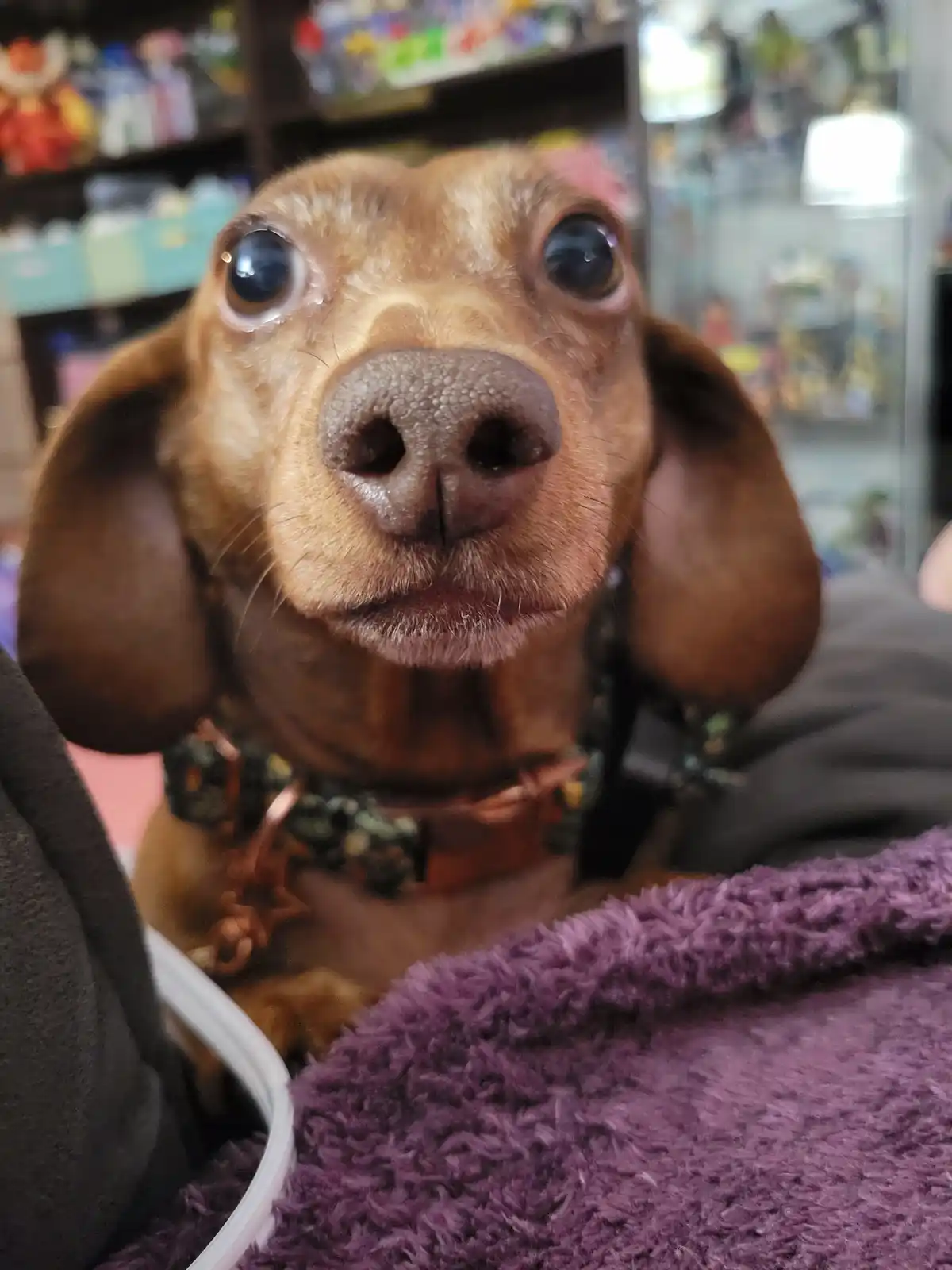 A close-up photo of a brown dachshund with large, glossy eyes looking directly at the camera, wearing a patterned collar and…