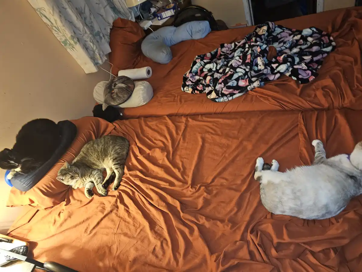An overhead photo shows three cats sleeping on a large, rumpled orange bed. One black cat sleeps in a dark blue cat bed, a…