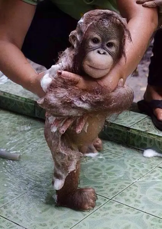 A small, soapy baby orangutan is being held by a person while standing on green tiled flooring, its fur covered in white…