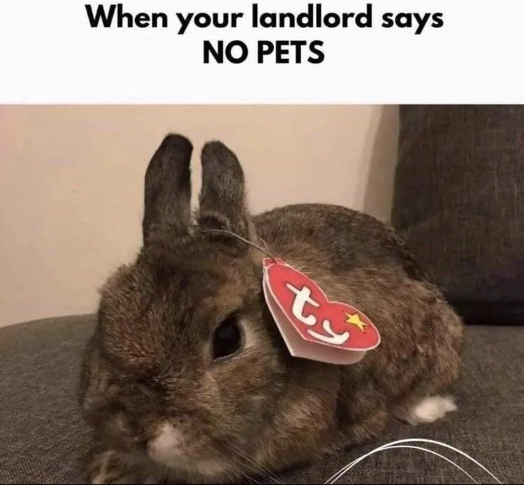 A brown rabbit with upright ears sits on a gray couch, wearing a red Ty brand tag attached to its ear by a string. The text…