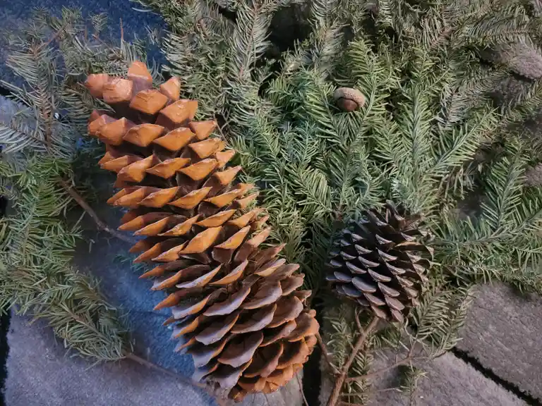 A close-up photo shows three pine cones and one acorn nestled among green evergreen branches, resting on a gray stone…