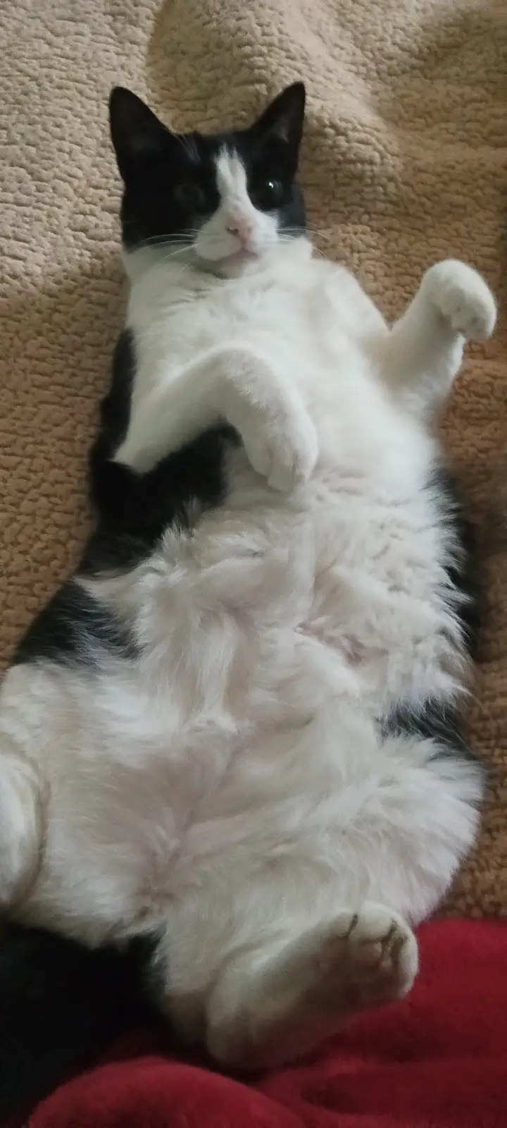 A black and white cat lies on its back on a textured beige blanket, exposing its fluffy white belly and stretching its front…