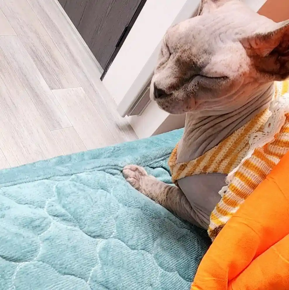 A hairless sphynx cat with closed eyes and a serene expression sits on a teal quilted blanket, wearing a yellow and white…