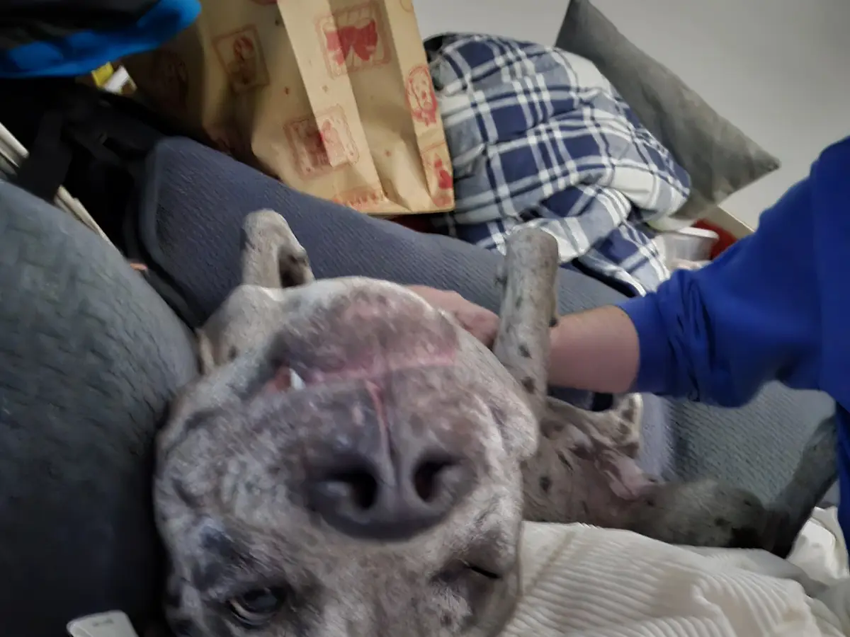 A close-up photo shows a grey brindle dog lying on its back on a couch, looking up at the camera with its mouth slightly…