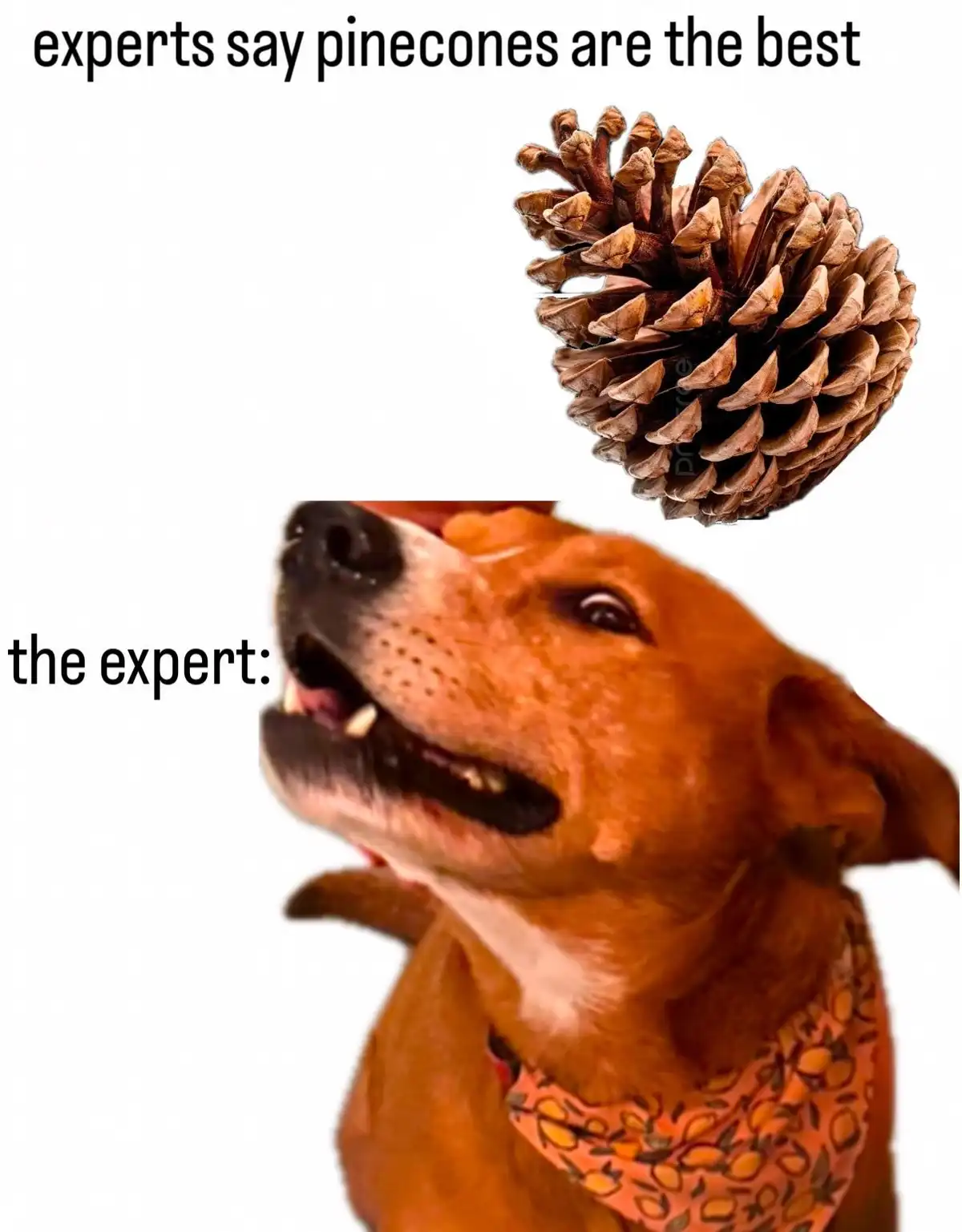 The image shows a brown dog wearing a patterned bandana, looking upward with an open mouth and an expression of intense…