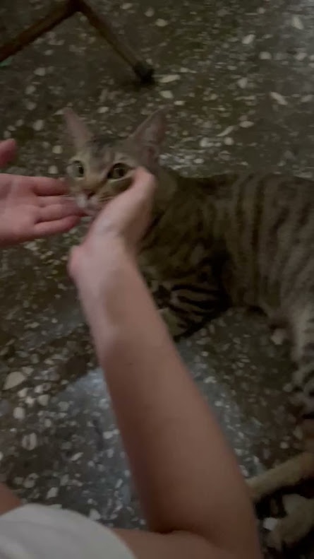 A tabby cat is being gently held by two human hands near its face on a speckled floor. The cat has wide, startled eyes and…