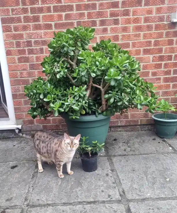 A spotted cat with blue eyes stands on a stone patio next to a large potted jade plant and a smaller potted plant, looking…
