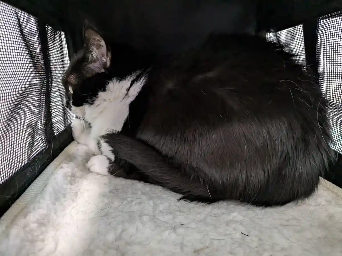 A black and white cat is curled up inside a dark mesh enclosure, resting on a light-colored blanket covered in cat hair. The…