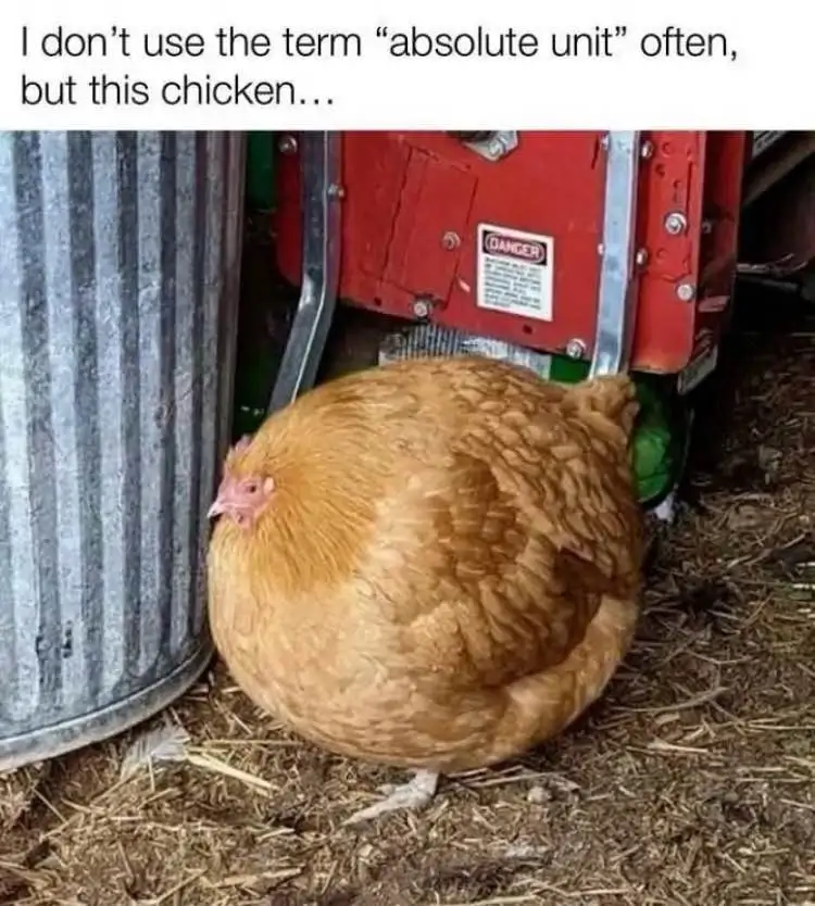 A plump, golden-brown chicken sits on straw in a barn, nestled between a corrugated metal trash can and a red piece of…