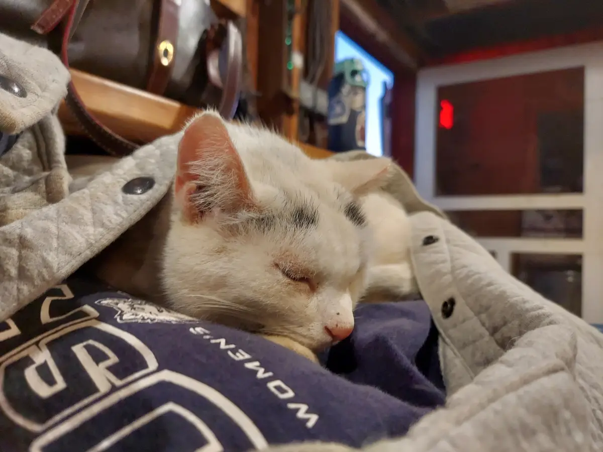 A white cat with black markings is sleeping peacefully on a pile of clothes, including a grey jacket and a blue shirt with…