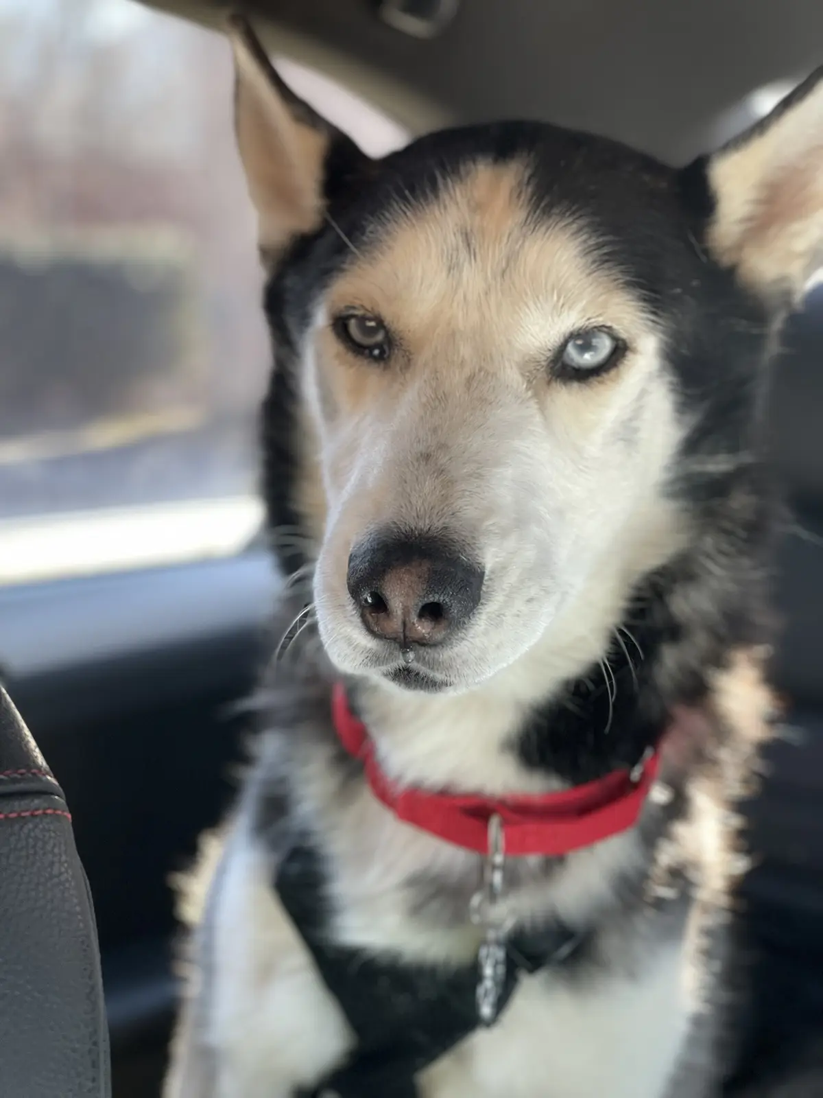 A close-up photo of a black and white husky-like dog with one blue eye and one brown eye, sitting inside a car wearing a red…