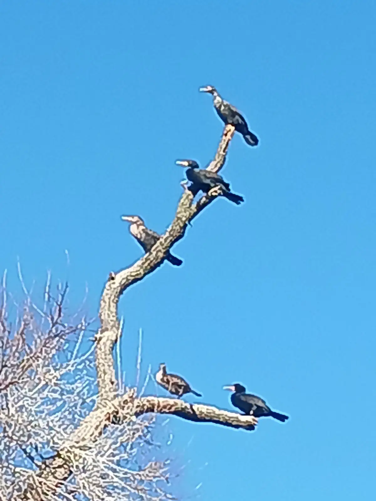 Five dark-feathered birds, likely cormorants, perch on a bare, gnarled tree branch against a clear blue sky. The birds are…