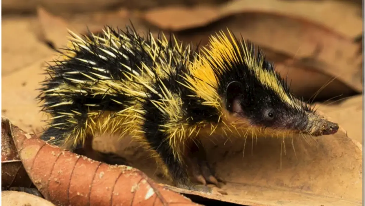 Greetings Imgur! Today, I'm the Shouting Biologist Featuring the Lowland Streaked Tenrec!