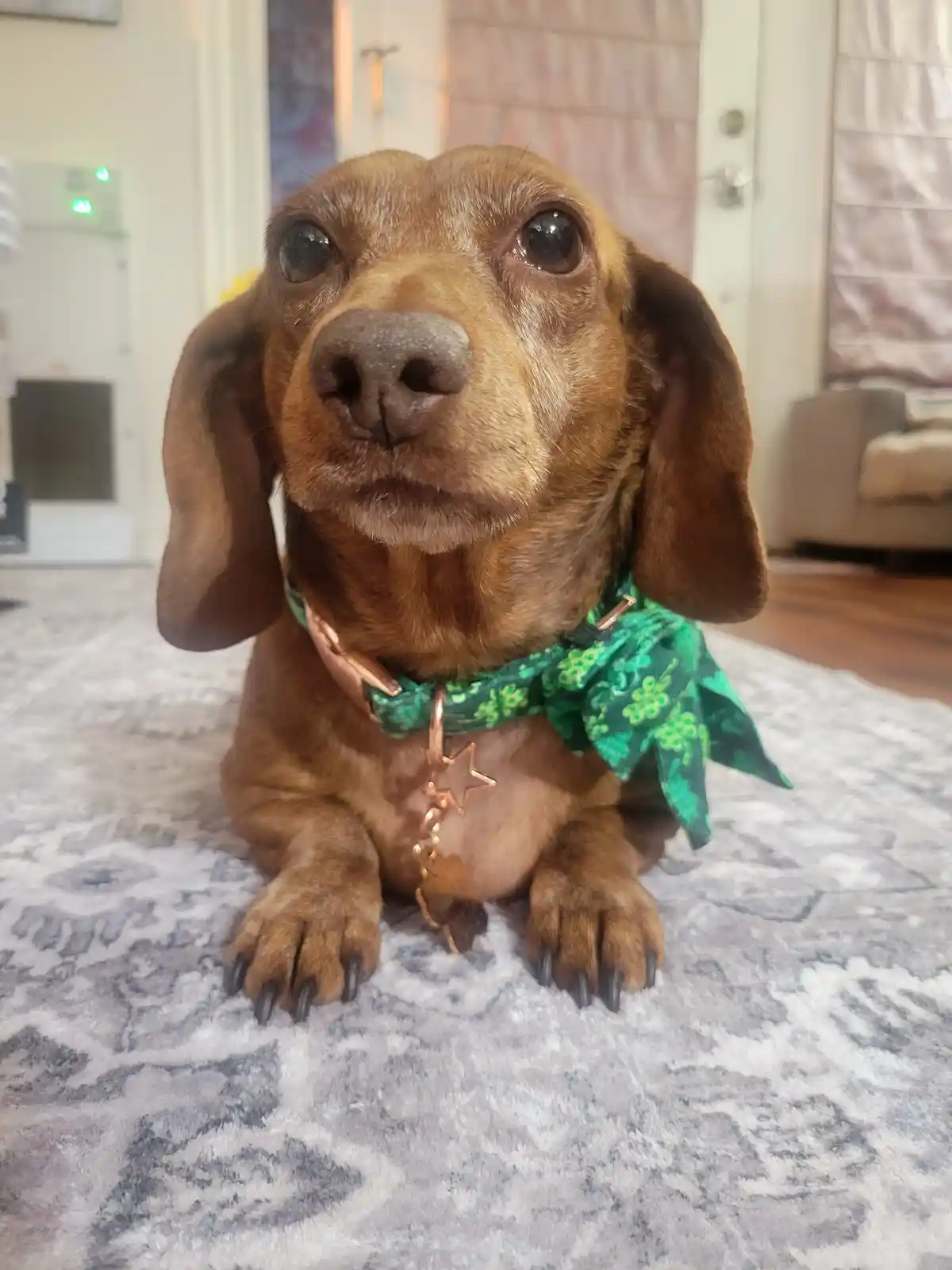 A brown dachshund sits on a patterned rug indoors, looking directly at the camera with large, expressive eyes. It wears a…