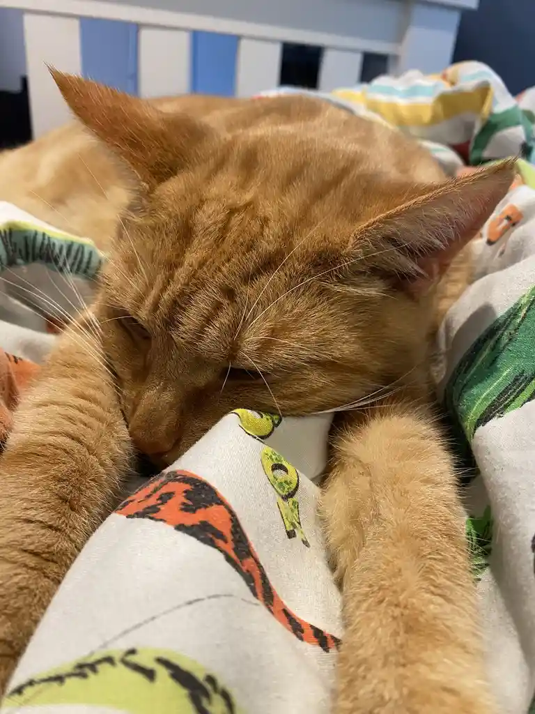 A ginger cat is sleeping soundly with its head nestled into a colorful blanket, its eyes closed and paws tucked in. The text…