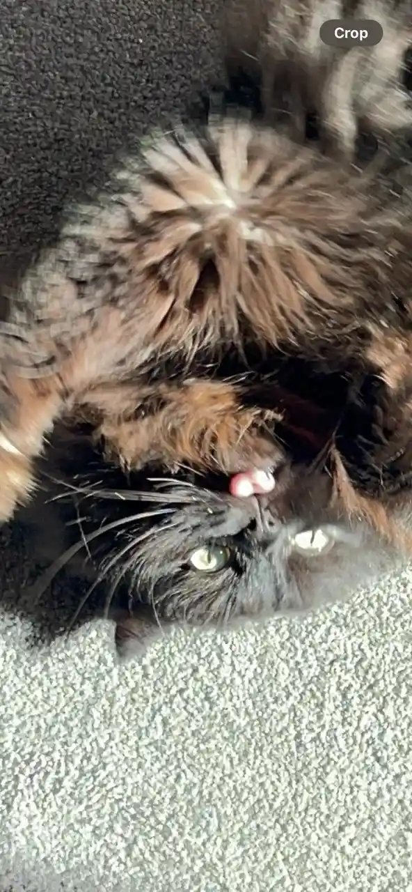 A fluffy, long-haired cat with dark brown and black fur is lying on its back on a gray carpet, looking up at the camera with…