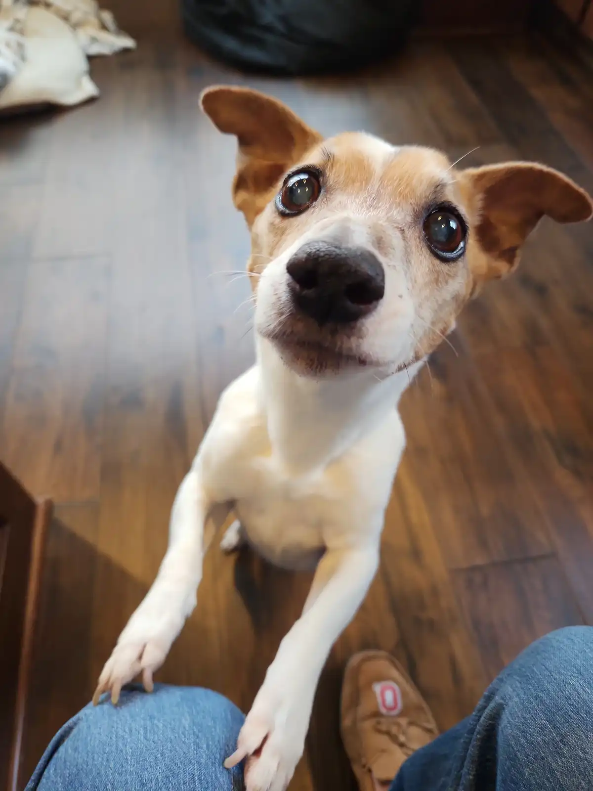 A small tan and white dog with large, pleading eyes looks up at the camera from a low angle, its front paws resting on a…