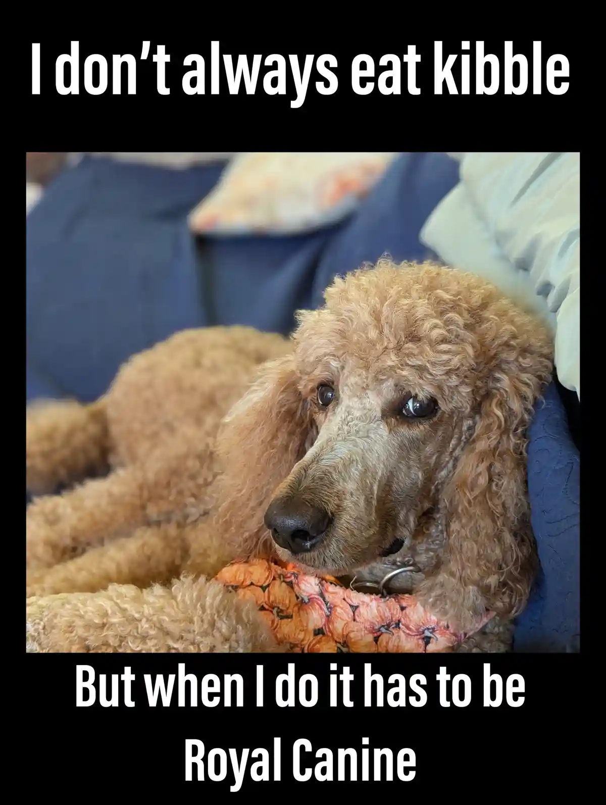 A light brown poodle with curly fur is lying on a blue couch, wearing a pumpkin-patterned bandana. The dog has a sad…