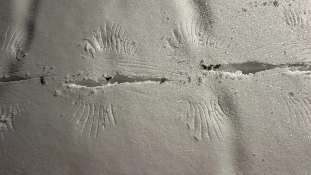 Bird Tracks Painting the Snowy Landscape