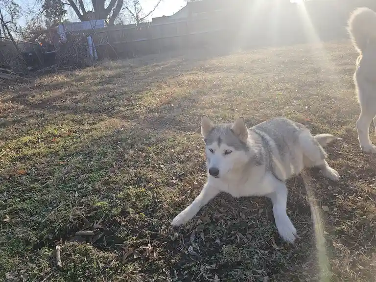 A gray and white husky lies on grass in a backyard, looking directly at the camera with a calm, slightly smug expression…