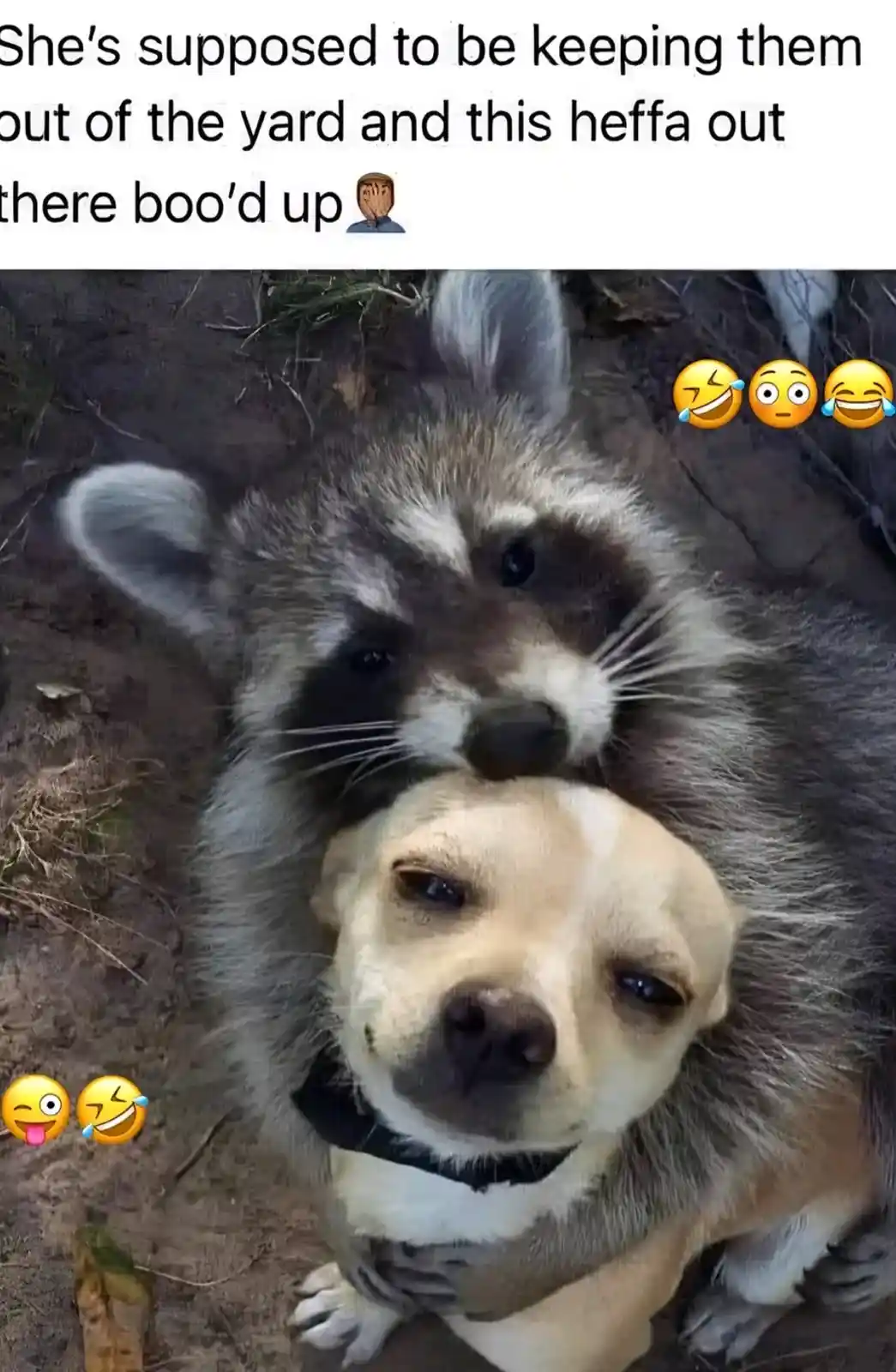 A raccoon is seen cuddling on top of a light-colored dog, with its head resting on the dog's head. The dog looks up at the…