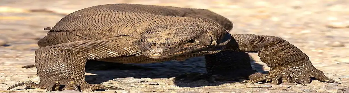 A large monitor lizard is shown in a low-angle shot, its body coiled and head lowered, appearing to be in a defensive or…