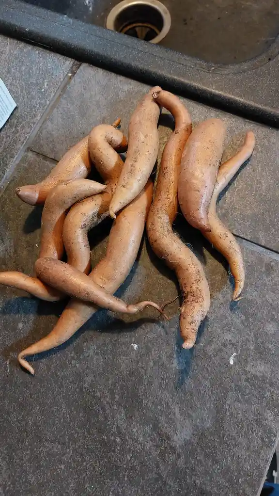 A pile of oddly shaped, curved sweet potatoes rests on a dark gray countertop near a sink drain. The text overlaid on the…