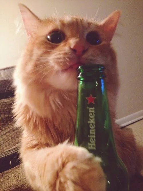 A fluffy orange tabby cat is holding a green Heineken beer bottle with its paw, looking directly at the camera with wide…