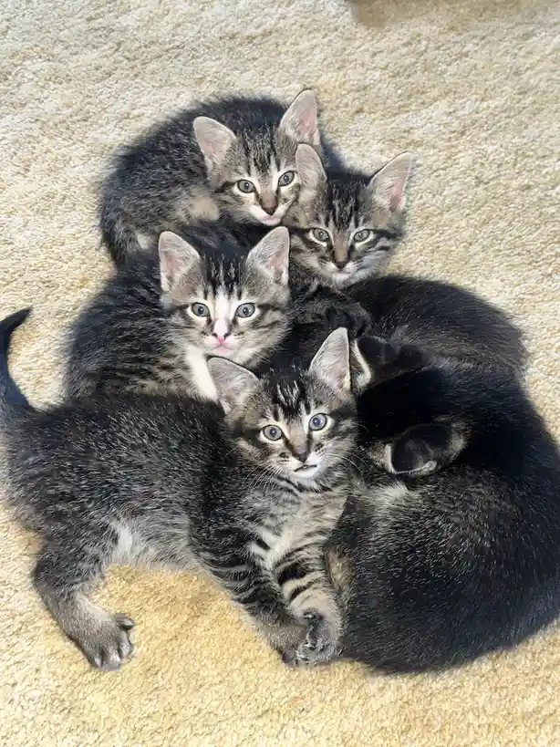 Four tabby kittens are huddled together on a beige carpet, all looking directly at the camera with wide, innocent eyes. The…