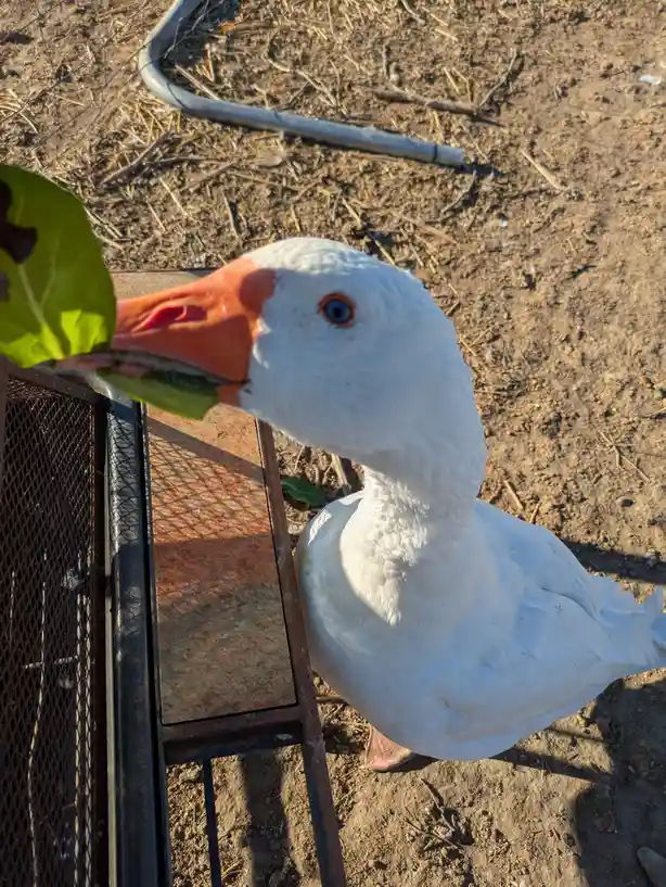 A white goose with an orange beak and blue eye is eating a green leaf from a person's hand while standing next to a rusty…