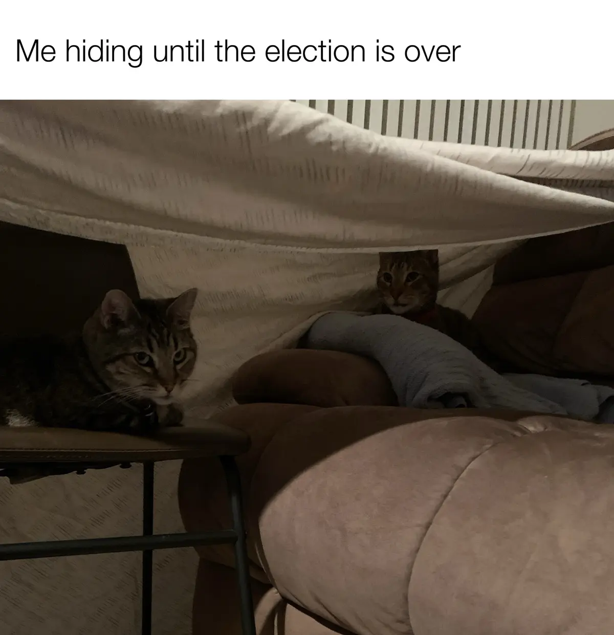Two tabby cats are hiding under a white blanket draped over furniture, one peeking out from under the blanket while the…