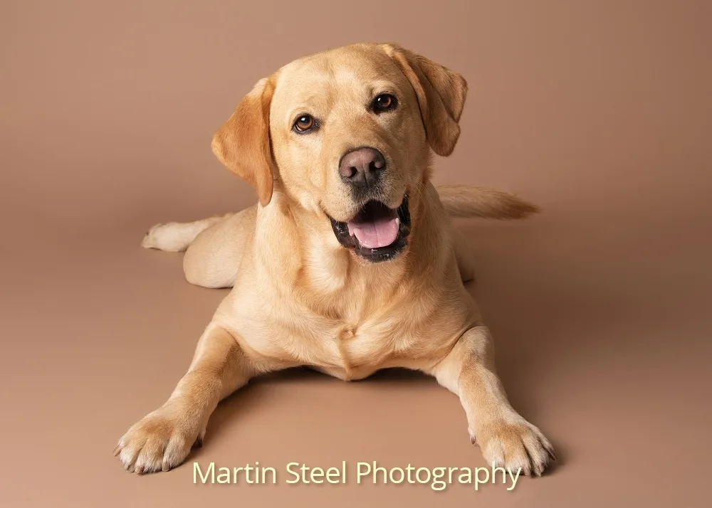 Introducing Bertie: Your new favorite companion