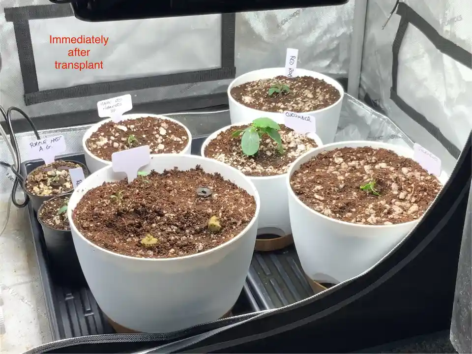 Transplanting Spare Plants into New Pots
