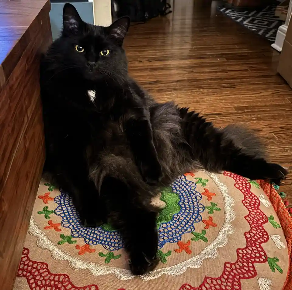 A fluffy black cat with yellow eyes and a small white patch on its chest is lounging on a colorful embroidered cushion on a…