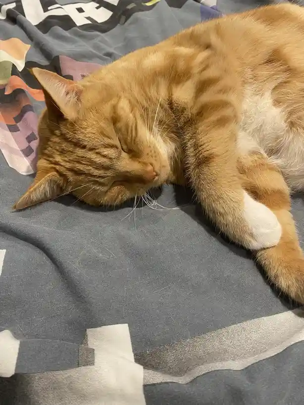 An orange tabby cat with white paws is curled up and sleeping soundly on a patterned gray blanket. Its eyes are closed, and…