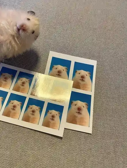 A fluffy white hamster with dark ears looks at the camera while sitting next to two sheets of printed photos. Each photo…
