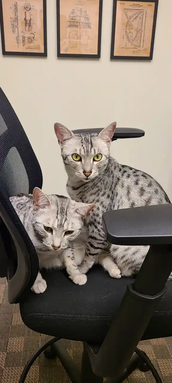 Two silver tabby cats sit on a black office chair; one looks directly at the camera with a stern expression while the other…