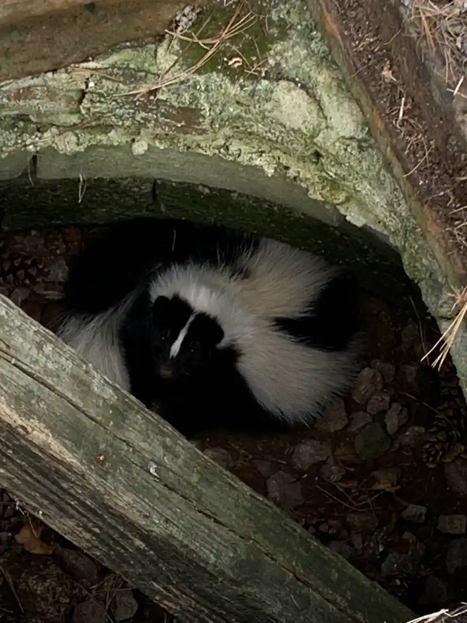 Mission Accomplished: Operation Skunk Rescue