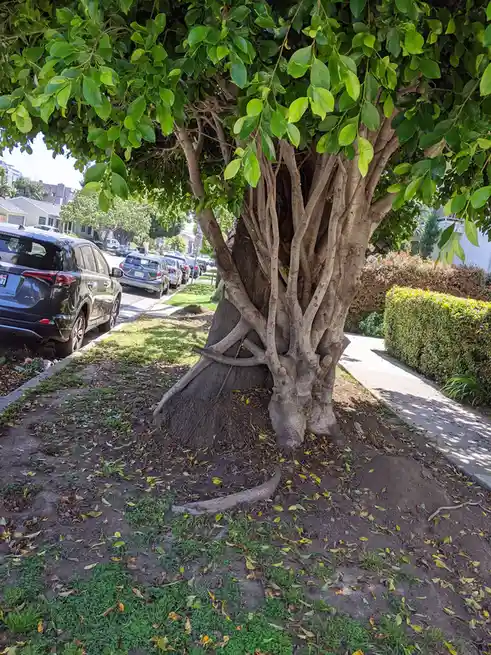a large, leafy tree with thick, gnarled roots and multiple trunks stands in a grassy area next to a sidewalk and parked…