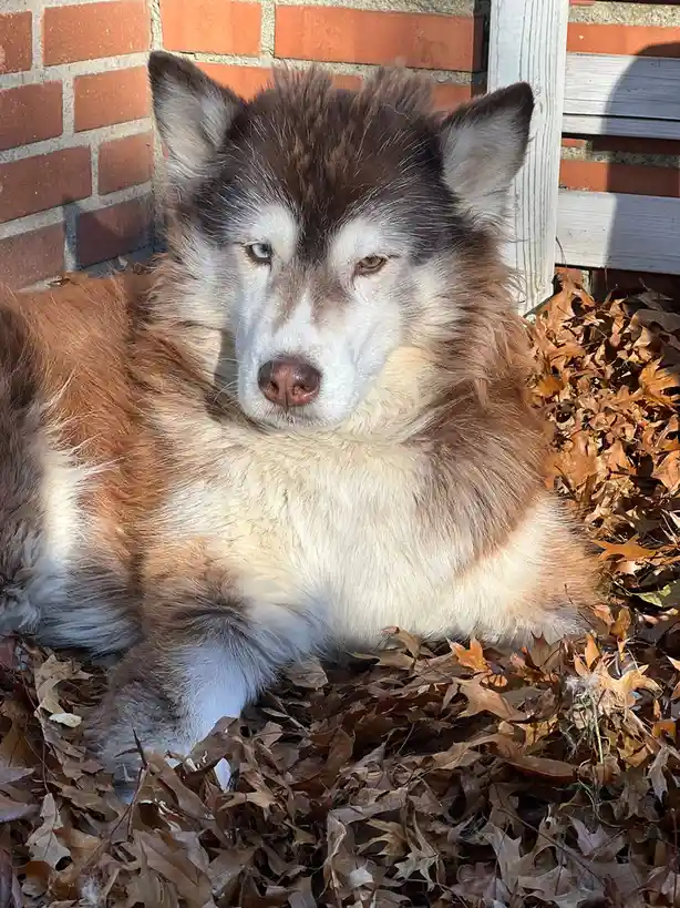 A fluffy brown and white dog with heterochromia (one blue eye, one brown eye) lies relaxed in a pile of dry autumn leaves…