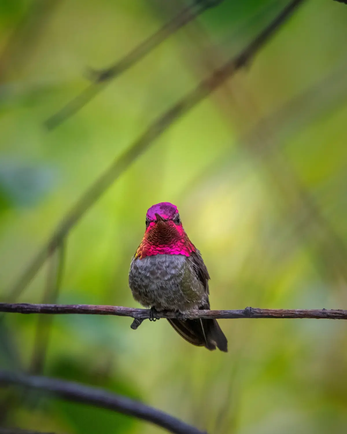 A small hummingbird with iridescent magenta and pink throat feathers perches on a thin branch against a blurred green…