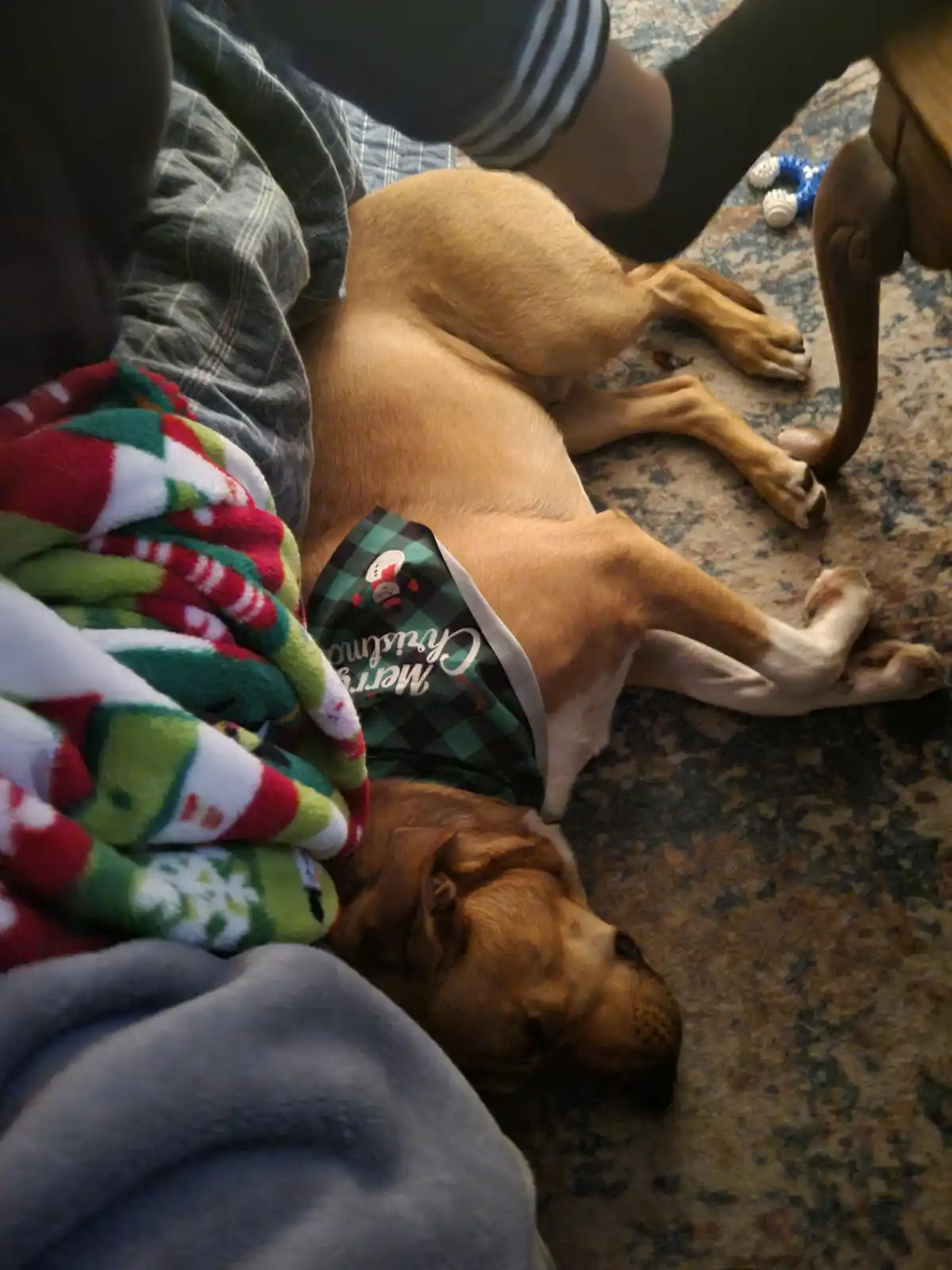 A tan dog wearing a green plaid 'Merry Christmas' vest lies sprawled on its side on a patterned rug, appearing deeply asleep…