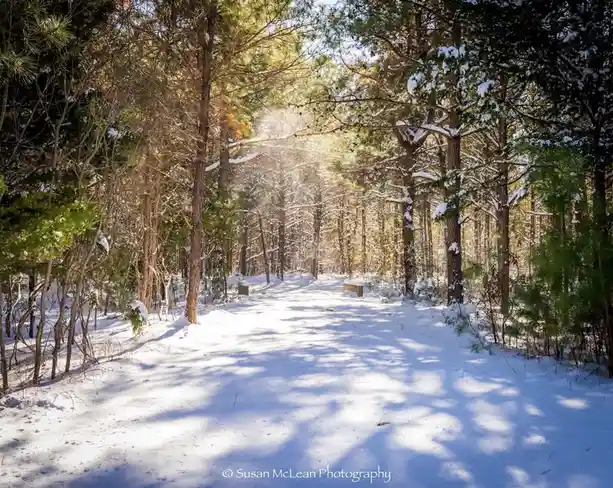 A serene snowy forest path lined with pine trees, sunlight filtering through branches, casting long shadows on the snow…