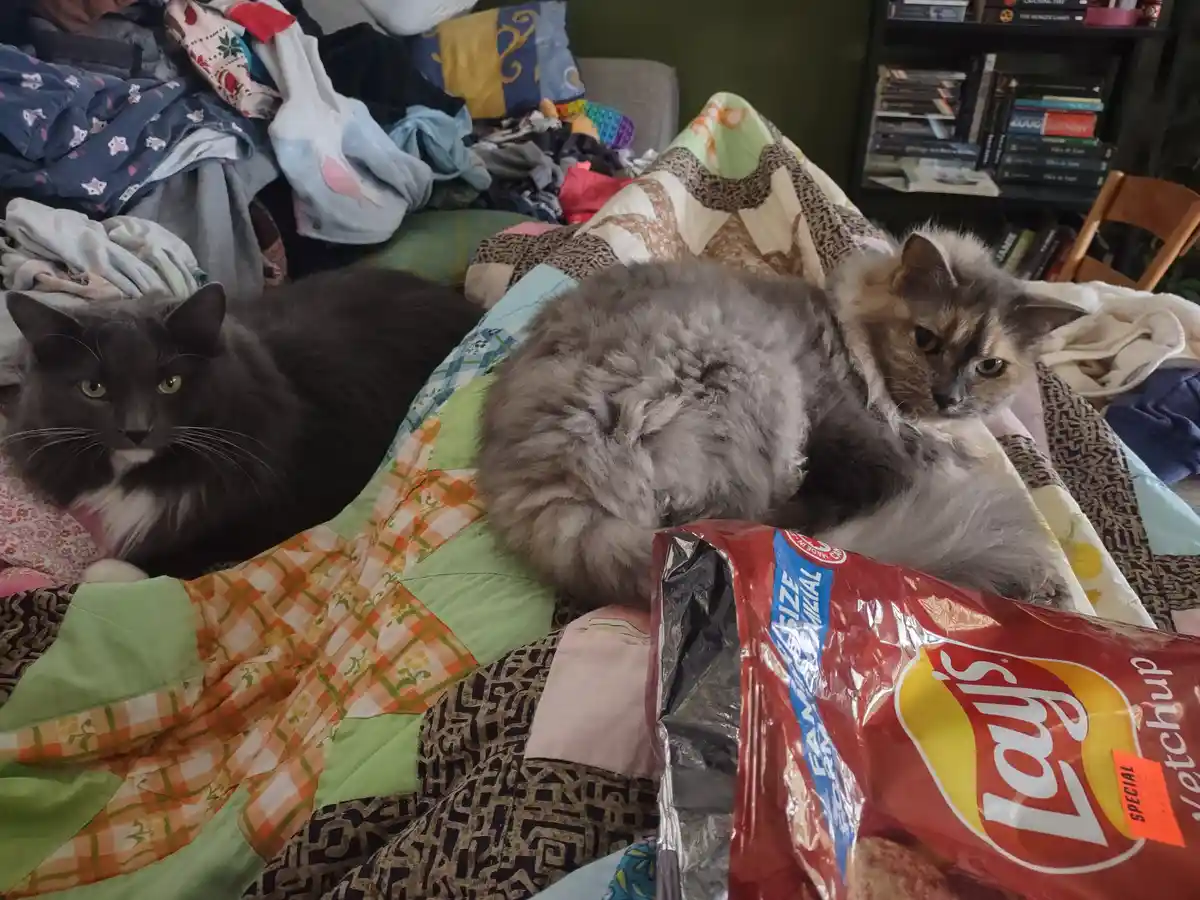 Two fluffy cats sit on a colorful, patchwork quilt in a messy room, one black and one gray with brown markings, both looking…