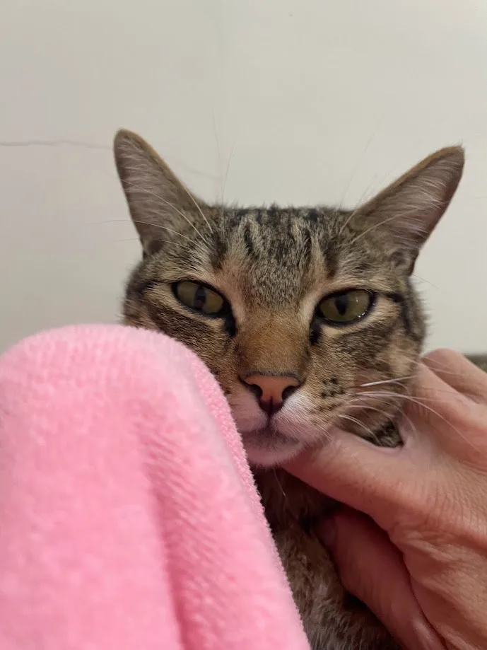 The Adorable Cat Chronicles